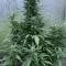 Eleven Roses (Delicious Seeds) Cannabis-Samen zu verkaufen