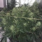 Auto Purple Gorilla (Short Stuff Seeds) Cannabis-Samen zu verkaufen