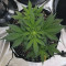 Original Auto AK Cannabis-Samen Kaufen
