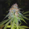 Dos Si Dos 33 (Barney's Farm) Cannabis-Samen zu verkaufen