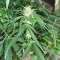 Bruce Banner #3 Auto Cannabis-Samen Kaufen