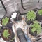 Kaufe Godzilla Cookies Auto Samen feminisiert von Herbies Seeds