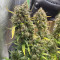 Auto Night Queen Cannabis-Samen Kaufen