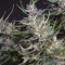 Cream Mandarine XL Auto (Sweet Seeds) Cannabis-Samen