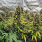 Original Big Bud Auto Cannabis-Samen Kaufen