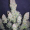 Big Bud Cannabis-Samen Kaufen