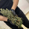 GG#4 Original Glue Auto Cannabis-Samen Kaufen