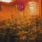 Wedding Gelato (RQS) Cannabis-Samen zu verkaufen