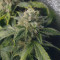 Bruce Banner Auto Cannabis-Samen Kaufen
