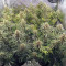 Amnesia Lemon Kush Cannabis-Samen Kaufen