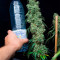Tropicanna Banana (Barney's Farm) Cannabis-Samen zu verkaufen