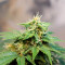 Sweet Pure Auto CBD Cannabis-Samen Kaufen
