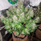 Auto Ultimate Cannabis-Samen Kaufen