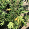 Super Auto Lemon Haze (Original Sensible Seeds) Cannabis-Samen zu verkaufen