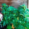 Apple Betty Cannabis-Samen Kaufen