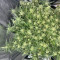 Kaufe Grandmommy Purple Samen feminisiert von Herbies Seeds