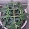 Kaufe Mimosa x Orange Punch Samen feminisiert von Barney's Farm
