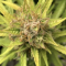 Auto Orange Bud Cannabis-Samen Kaufen