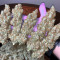 Acapulco Gold feminisiertes Saatgut (Barney's Farm)