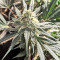 Blackberry Gum feminisierte Samen