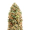 Diesel Matic Auto (Blackskull Seeds) Cannabis-Samen