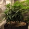 Durban Poison (Barney's Farm)