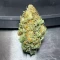 Florida Sunrise Autoflower feminisierte Samen (Seedkeepers)
