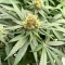 G13 Genius feminisierte Samen (Brothers Grimm Seeds)