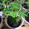 Gelato Auto feminisierte Samen (Fast Buds)