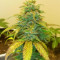 GG#4 Original Glue Auto (Auto Seeds) Cannabis-Samen