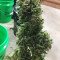 GG#4 Original Glue Auto (Original Sensible Seeds) Cannabis-Samen
