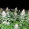 Grandaddy Black (Original Sensible Seeds) Cannabis-Samen