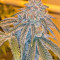 Grandaddy Purple (Big Head Seeds) Cannabis-Samen