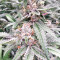 Grandaddy Purple (Big Head Seeds) Cannabis-Samen