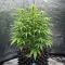 Headstone (Big Head Seeds) Cannabis-Samen