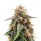OG Critical (Emerald Triangle Seeds) Cannabis-Samen