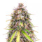 Original Auto Sour Diesel (Fast Buds) Cannabis-Samen