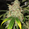 Purple Punch Auto feminisierte Samen (Barney’s Farm)