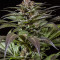 Purps #1 (Dinafem Seeds) Cannabis-Samen
