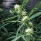 Shamanic Haze (De Sjamaan Seeds) Cannabis-Samen