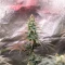 Super Boof Auto feminisierte Samen (Fast Buds)