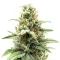 Super Mutant Mass (Critical Mass Collective Seeds) Cannabis-Samen