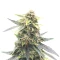 Super Orange Haze Auto feminisierte Samen (Mephisto Genetics)