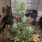 THC Bomb Auto (Bomb Seeds) Cannabis-Samen