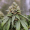 Triple G (RQS) Cannabis-Samen