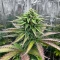 Z (Big Head Seeds) Cannabis-Samen