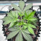 Strawberry Gorilla Auto cannabis strain