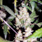 Sugar Bomb Punch (Dutch Passion) Cannabis-Samen