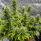 Wedding Cake Autoflower feminisierte Samen (EGS)