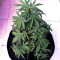 Z Auto (Original Sensible Seeds) Cannabis-Samen